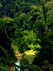 Forest and lake