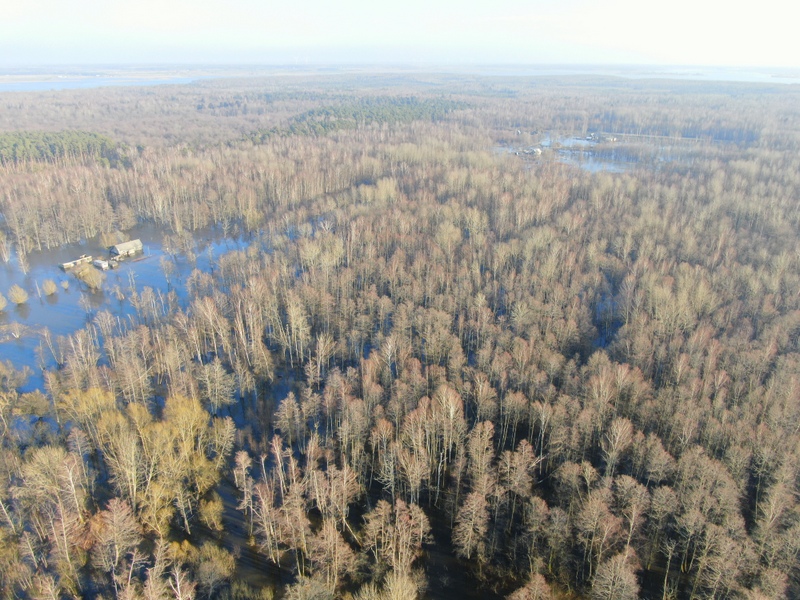 Zalgiriai forest 